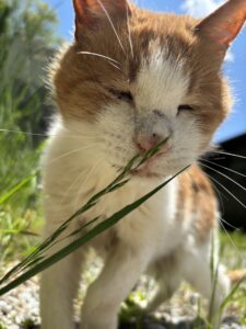 にゃんこブログ～おじいちゃん猫みかんのお散歩～