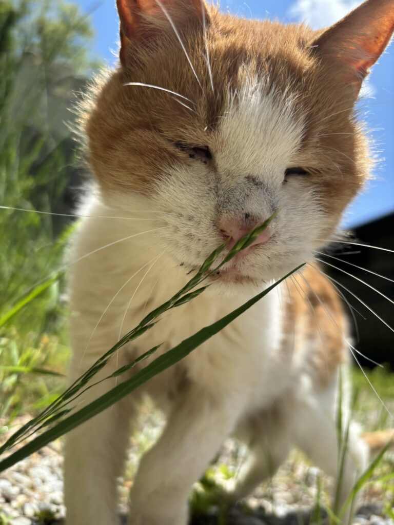 にゃんこブログ～おじいちゃん猫みかんのお散歩～