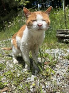 にゃんこブログ～おじいちゃん猫みかんのお散歩～