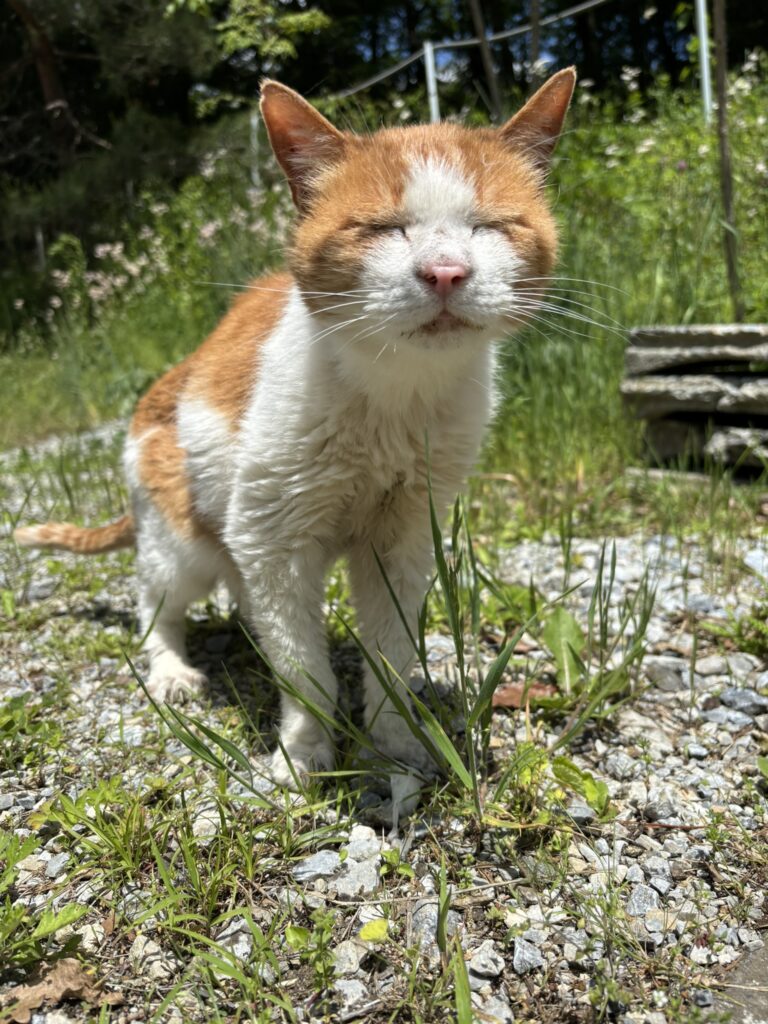 にゃんこブログ～おじいちゃん猫みかんのお散歩～