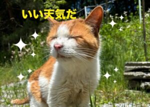 にゃんこブログ～おじいちゃん猫みかんのお散歩～