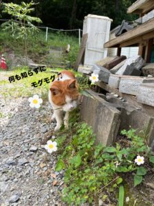 アオダイショウ？ヤマカガシ？蛇がでました！！